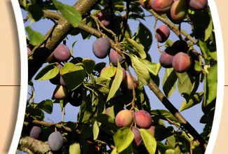 Urlaub im Albrechtenhäusle - Buchenbach im Schwarzwald Urlaub im Albrechtenhäusle - Buchenbach im Schwarzwald